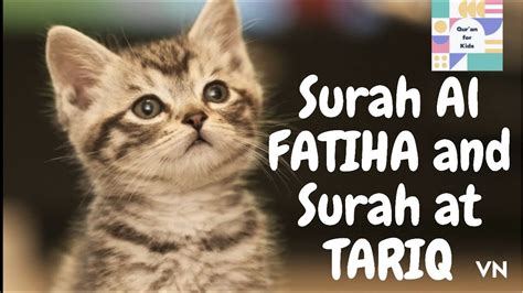 What does the Quran say about cats?