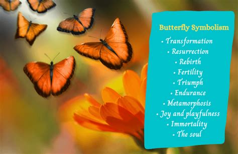 What does the butterfly symbolize in Vietnam?