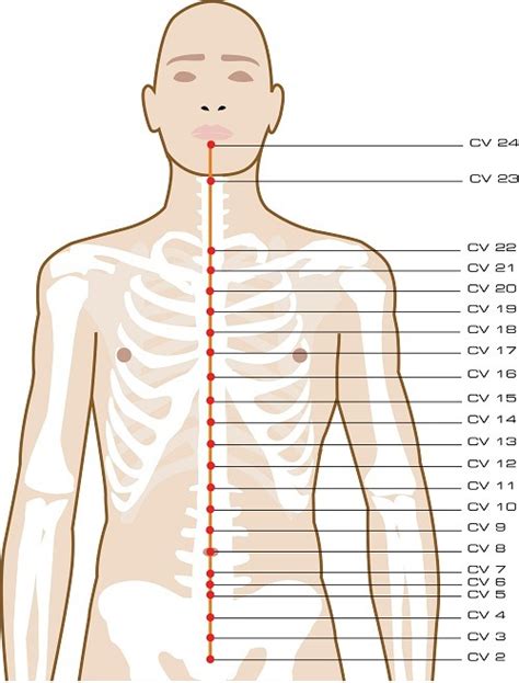 What does the conception vessel do?