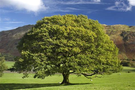 What does the oak tree see?