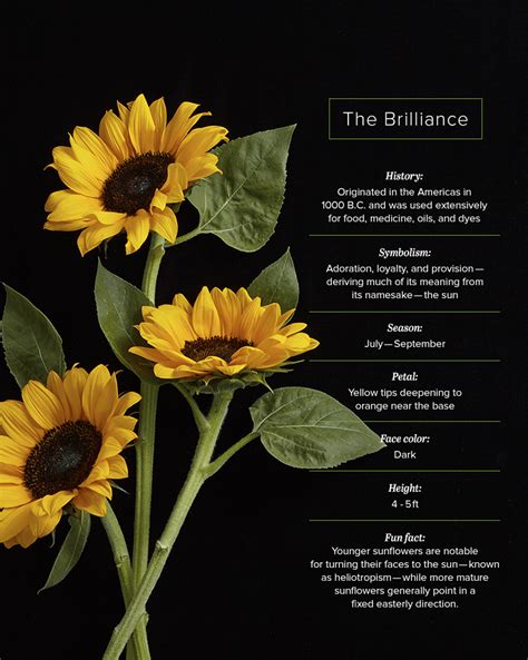 What does the sunflower symbolize?