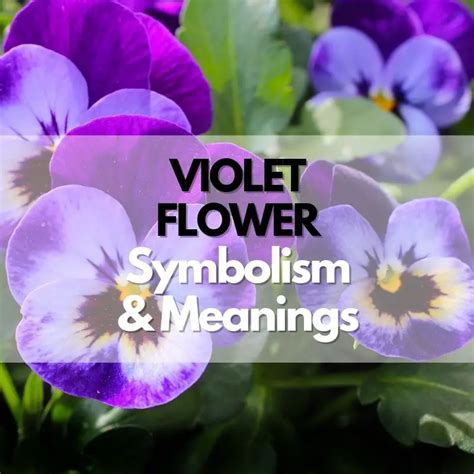 What does the violet flower mean in LGBT?