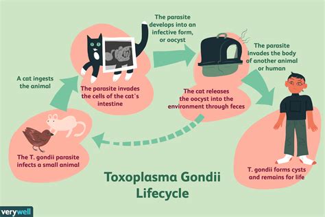 What does toxoplasmosis do to humans?