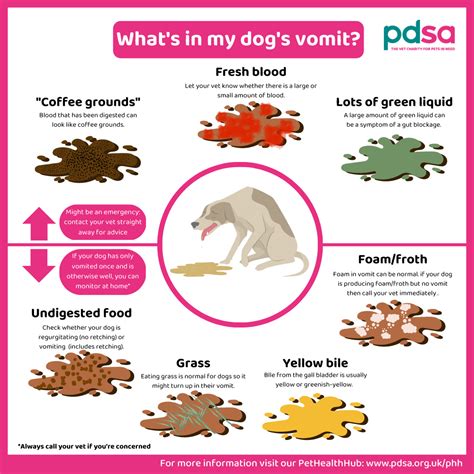 What does unhealthy dog vomit look like?