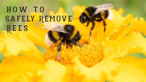 What does vinegar do to bumblebees?