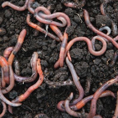 What does vinegar do to earthworms?