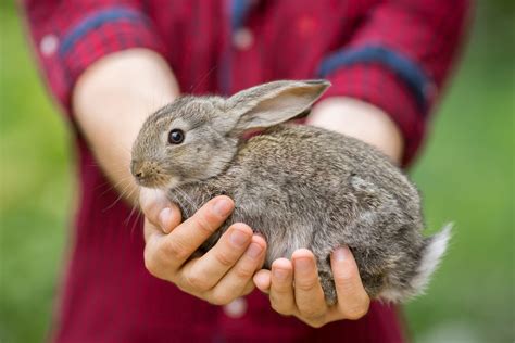 What does vinegar do to rabbits?