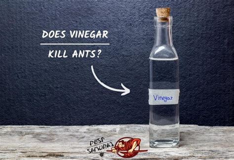 What does vinegar keep away?