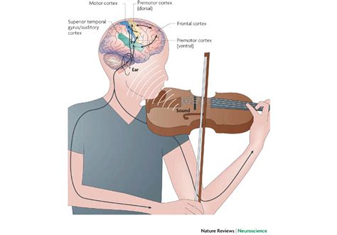 What does violin music do to the brain?