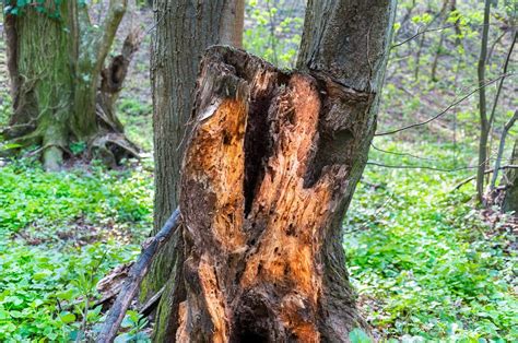 What does wet rotting wood smell like?