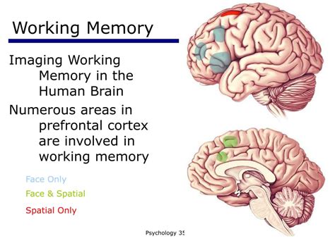 What does working memory correlate with?