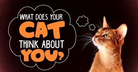What does your cat think of you as?