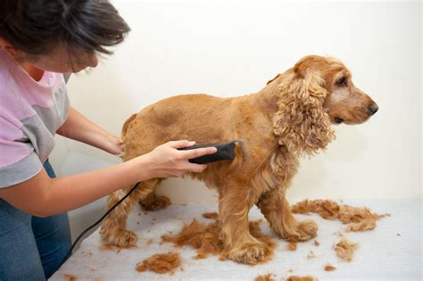 What dog breed should not be shaved?