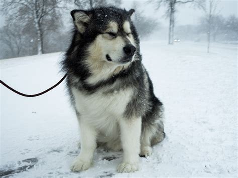 What dog breeds get cold easily?