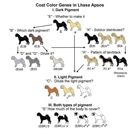 What dog colors are dominant?