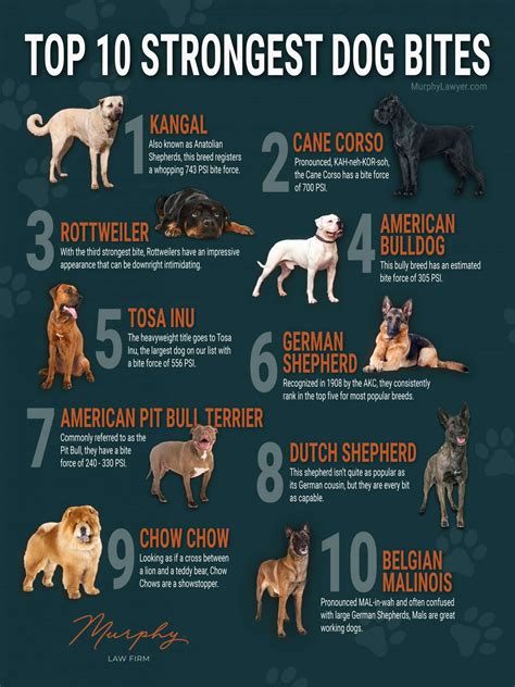 What dog has the strongest bite?