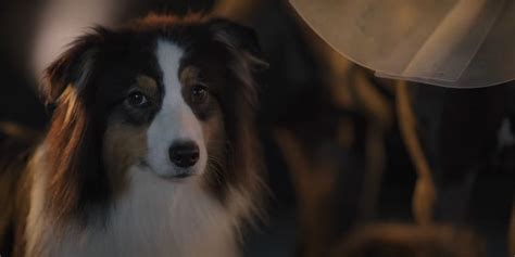 What dog is Maggie in Strays?