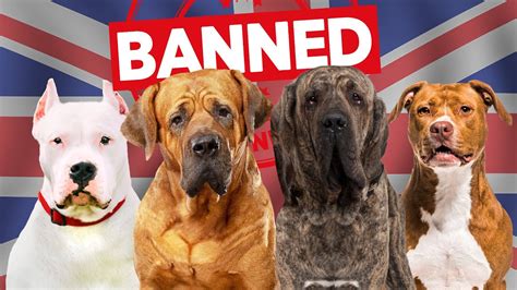 What dog is banned UK?