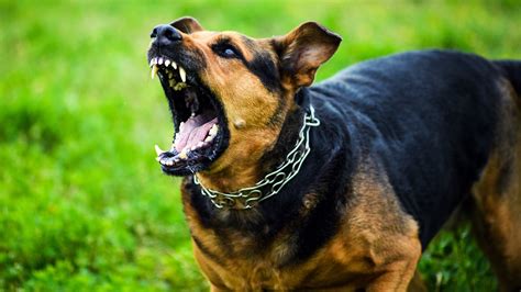 What dog is most aggressive?