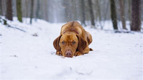 What dog is most resistant to cold?