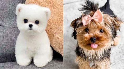 What dog looks like a puppy forever?