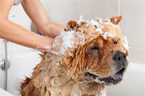 What dog needs to be groomed the most?