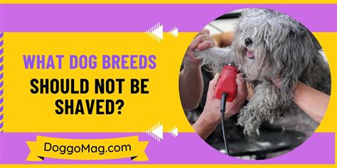 What dogs should not be shaved?