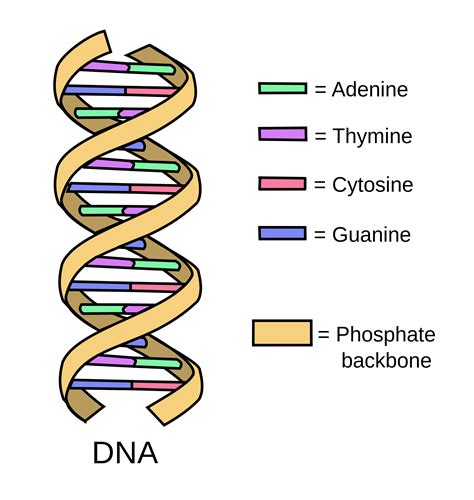 What domain has DNA?