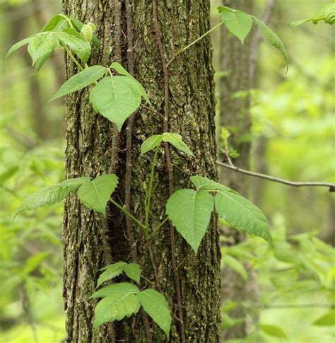 What dries up poison ivy the fastest?