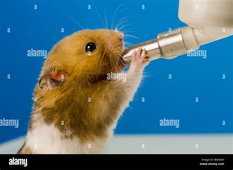 What drinks can hamsters drink?