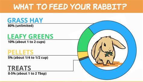 What drug can I give my rabbit?