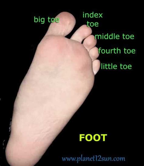 What each toe represents?