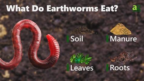 What eats a earthworm?