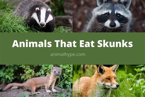What eats a skunk?