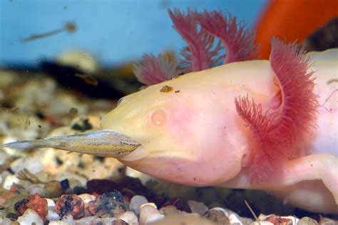 What eats axolotl?