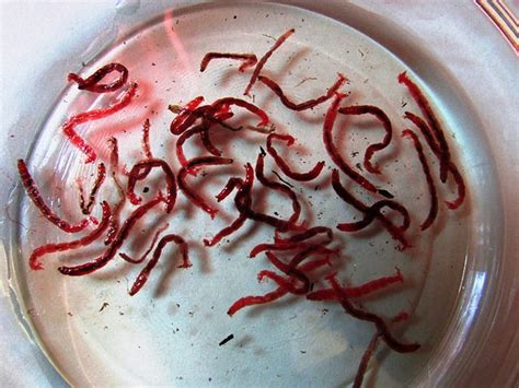 What eats blood worms?