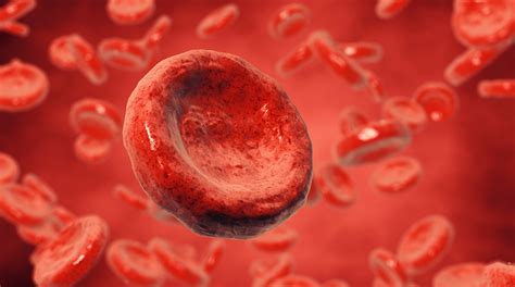 What eats dead blood cells?