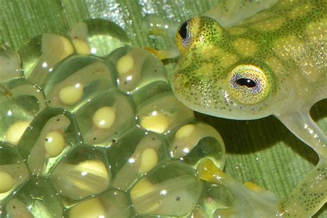 What eats frog eggs?