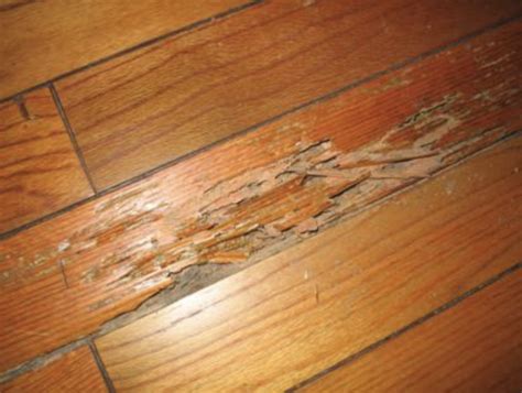 What eats laminate flooring?