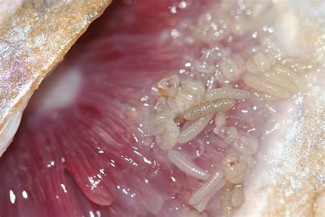 What eats parasites off fish?