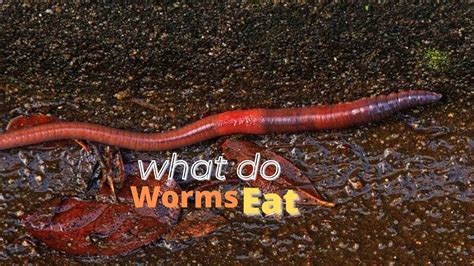 What eats red worms?