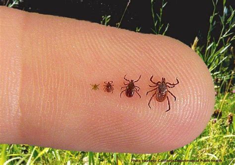 What eats the most ticks?