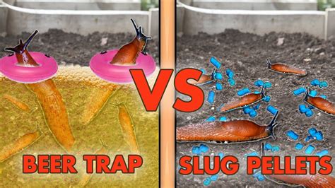 What else attracts slugs besides beer?