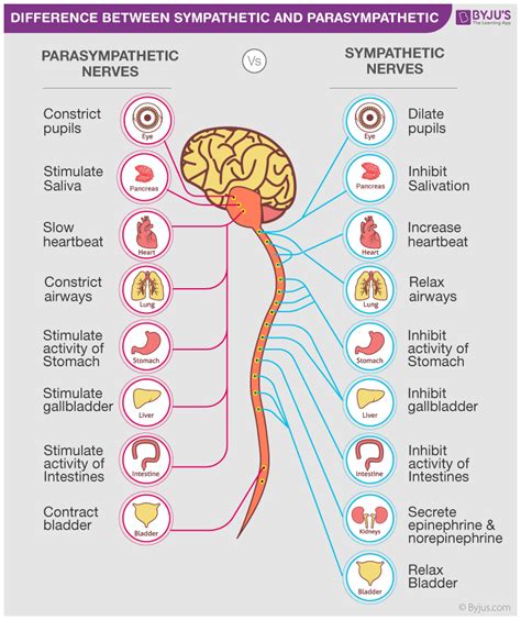 What emotions are parasympathetic?