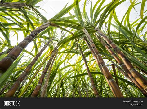 What environment does sugarcane grow best in?