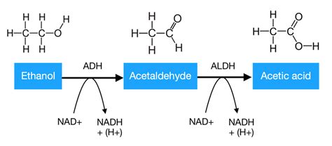 What enzyme breaks down alcohol to acetaldehyde?