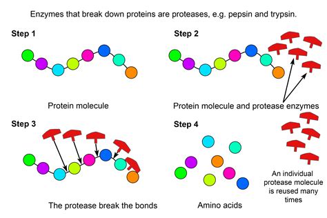 What enzyme breaks down the protein in gelatin?