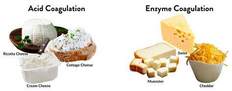 What enzyme is used to coagulate cheese?