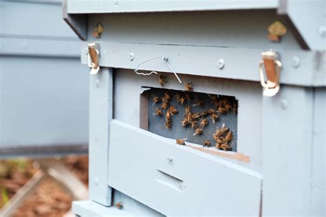 What essential oils attract bees?