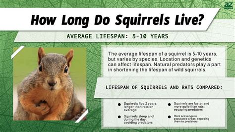 What factors affect squirrel populations?
